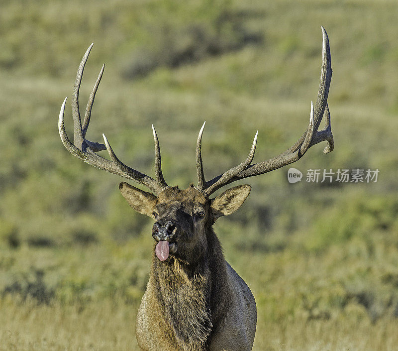 雄性落基山麋鹿(Cervus canadensis nelsoni)是在落基山和黄石国家公园发现的麋鹿的一个亚种。在有鹿角的秋天和发情期。